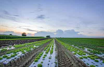 农业产业化考察报告
